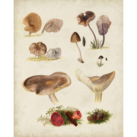 Mushroom Species III Black Modern Wood Framed Art Print by Vision Studio