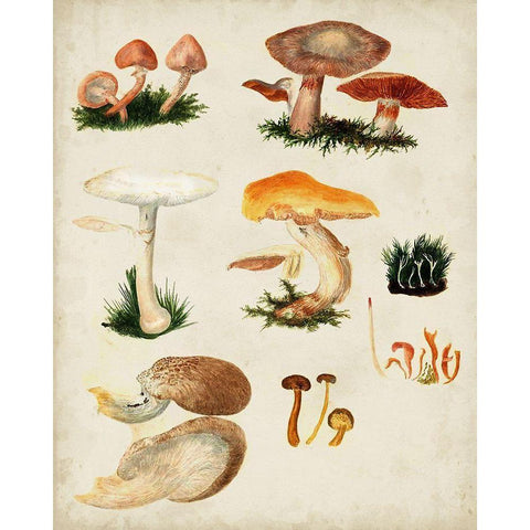 Mushroom Species IV White Modern Wood Framed Art Print by Vision Studio