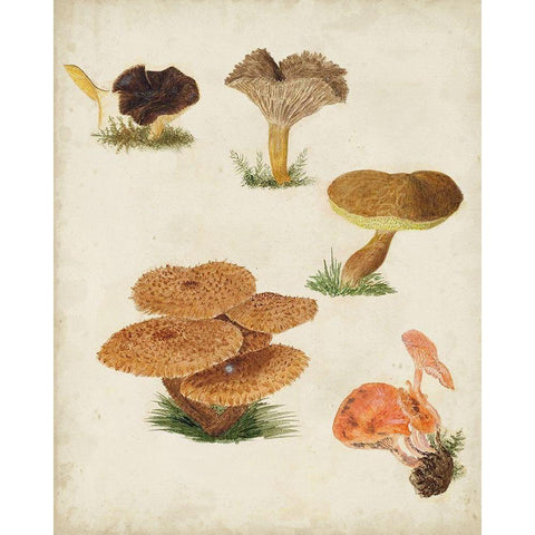 Mushroom Species V Black Modern Wood Framed Art Print with Double Matting by Vision Studio