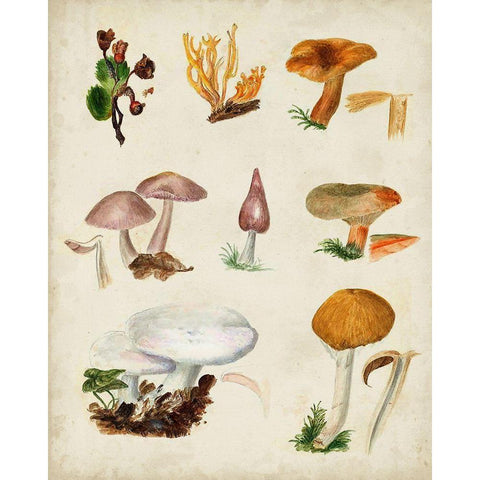 Mushroom Species VI Black Modern Wood Framed Art Print with Double Matting by Vision Studio