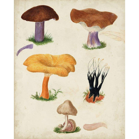 Mushroom Species VII Gold Ornate Wood Framed Art Print with Double Matting by Vision Studio