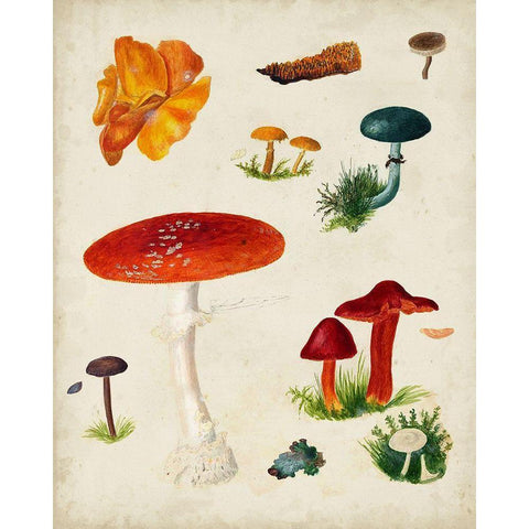 Mushroom Species VIII White Modern Wood Framed Art Print by Vision Studio