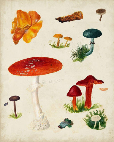 Mushroom Species VIII White Modern Wood Framed Art Print with Double Matting by Vision Studio
