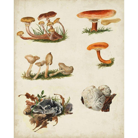 Mushroom Species X Black Modern Wood Framed Art Print with Double Matting by Vision Studio