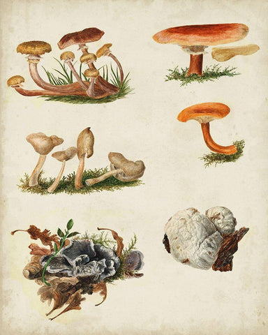 Mushroom Species X Black Ornate Wood Framed Art Print with Double Matting by Vision Studio