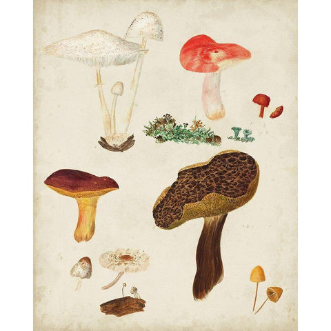 Mushroom Species XI Black Modern Wood Framed Art Print with Double Matting by Vision Studio