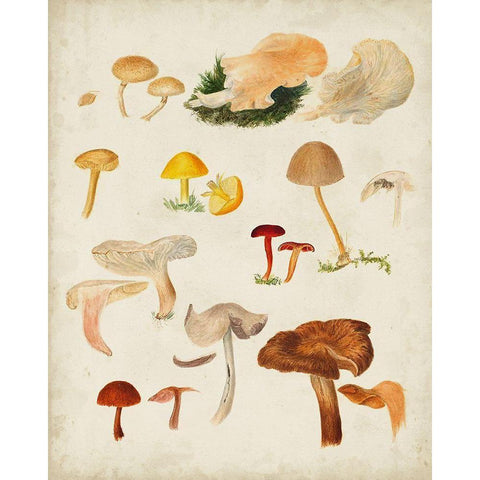 Mushroom Species XII White Modern Wood Framed Art Print by Vision Studio