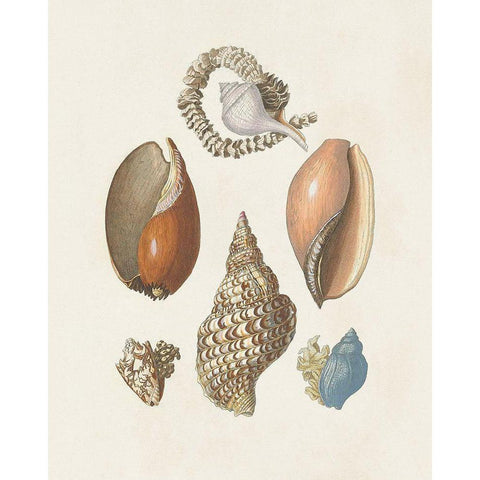 Knorr Shells And Coral I Gold Ornate Wood Framed Art Print with Double Matting by Knorr