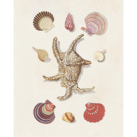 Knorr Shells And Coral II White Modern Wood Framed Art Print by Knorr