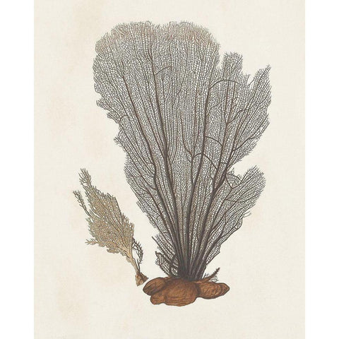Knorr Shells And Coral III Black Modern Wood Framed Art Print by Knorr