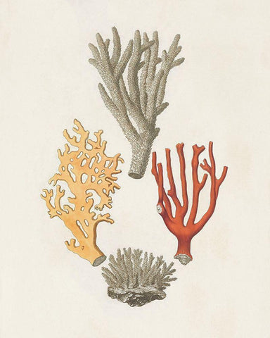 Knorr Shells And Coral IV White Modern Wood Framed Art Print with Double Matting by Knorr
