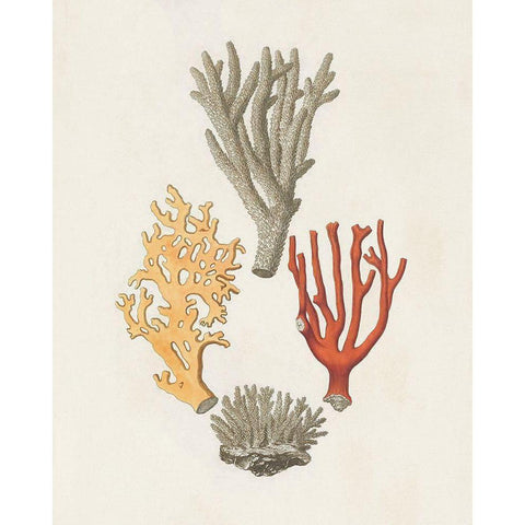 Knorr Shells And Coral IV White Modern Wood Framed Art Print by Knorr