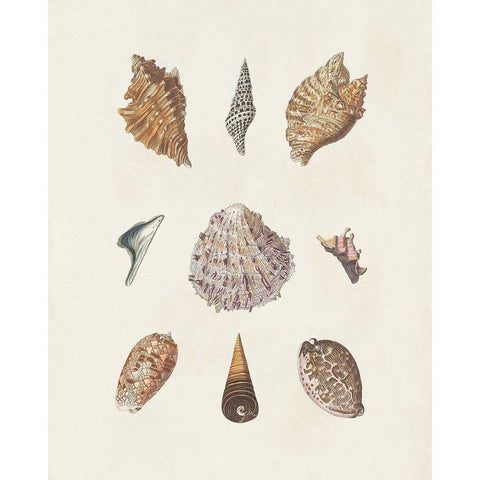 Knorr Shells And Coral VI Black Modern Wood Framed Art Print with Double Matting by Knorr