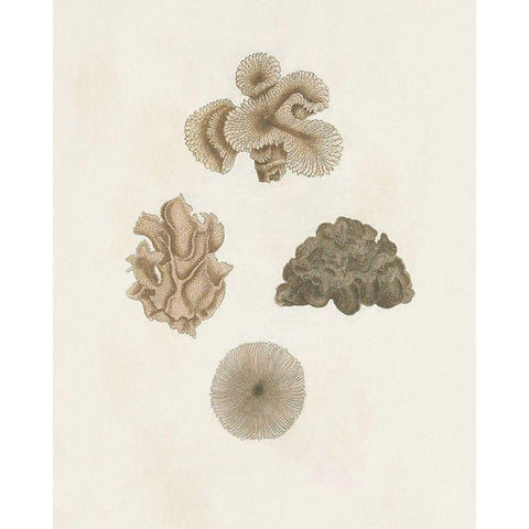 Knorr Shells And Coral VIII Black Modern Wood Framed Art Print with Double Matting by Knorr