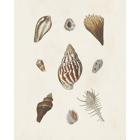 Knorr Shells And Coral IX Black Modern Wood Framed Art Print with Double Matting by Knorr