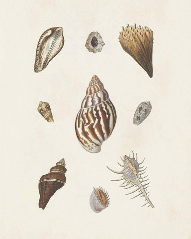 Knorr Shells And Coral IX White Modern Wood Framed Art Print with Double Matting by Knorr