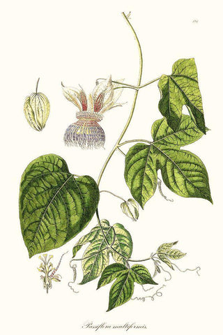 Passion Flower Trio I Black Ornate Wood Framed Art Print with Double Matting by Unknown