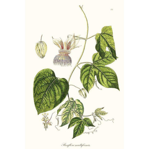 Passion Flower Trio I White Modern Wood Framed Art Print by Unknown