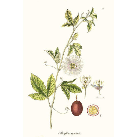 Passion Flower Trio II White Modern Wood Framed Art Print by Unknown