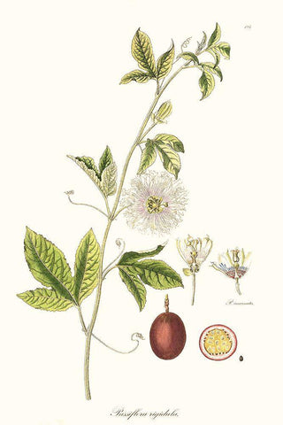 Passion Flower Trio II White Modern Wood Framed Art Print with Double Matting by Unknown