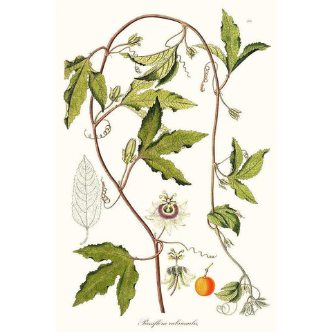 Passion Flower Trio III Gold Ornate Wood Framed Art Print with Double Matting by Unknown