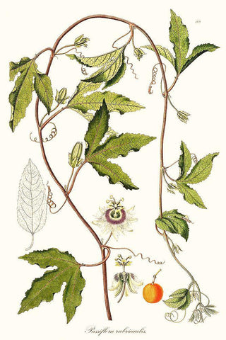 Passion Flower Trio III White Modern Wood Framed Art Print with Double Matting by Unknown