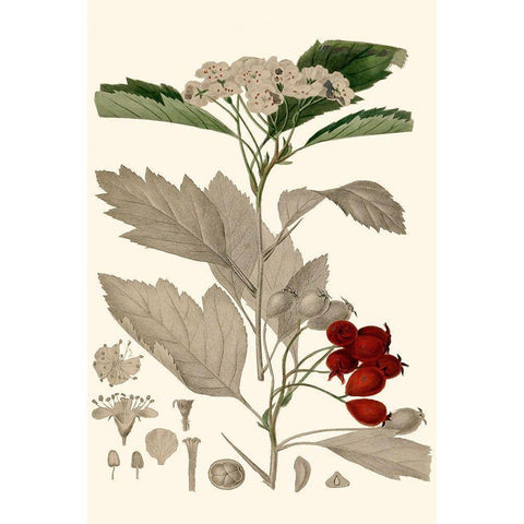 Leaves And Berries I Black Modern Wood Framed Art Print with Double Matting by Vision Studio