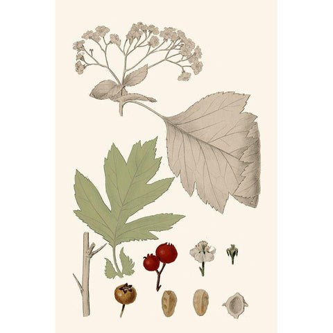 Leaves And Berries II White Modern Wood Framed Art Print by Vision Studio