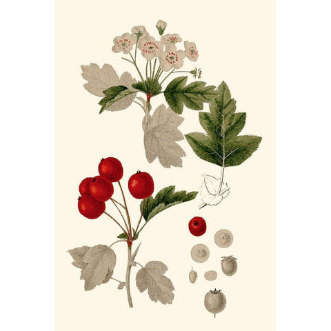 Leaves And Berries III White Modern Wood Framed Art Print by Vision Studio