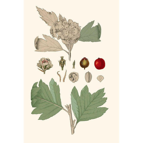 Leaves And Berries IV Gold Ornate Wood Framed Art Print with Double Matting by Vision Studio