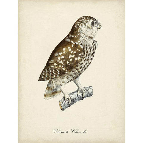 French Owls I Black Modern Wood Framed Art Print by de Langlois