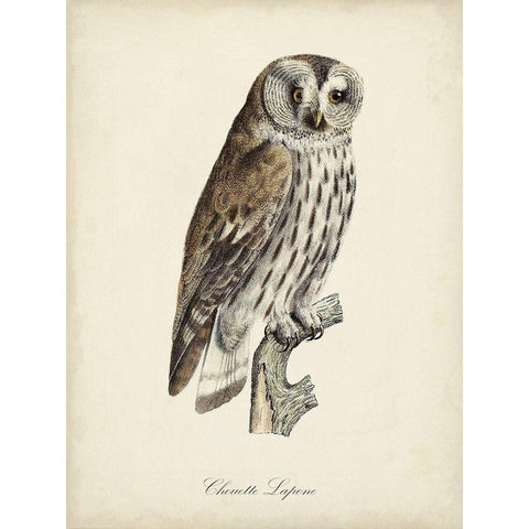 French Owls III Gold Ornate Wood Framed Art Print with Double Matting by de Langlois