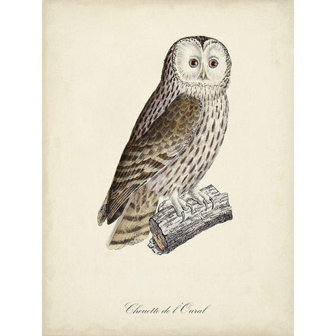 French Owls V Black Modern Wood Framed Art Print by de Langlois