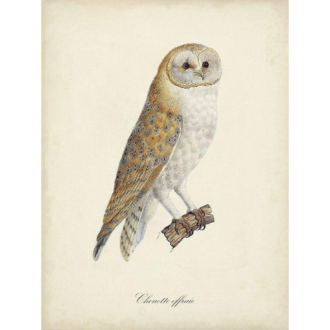 French Owls VI Gold Ornate Wood Framed Art Print with Double Matting by de Langlois