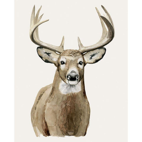 Handsome Whitetail II Black Modern Wood Framed Art Print with Double Matting by Popp, Grace