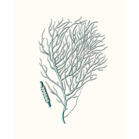 Antique Coastal Coral I Gold Ornate Wood Framed Art Print with Double Matting by Esper, Johann