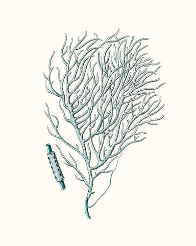 Antique Coastal Coral I Black Ornate Wood Framed Art Print with Double Matting by Esper, Johann