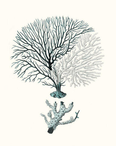 Antique Coastal Coral III Black Ornate Wood Framed Art Print with Double Matting by Esper, Johann