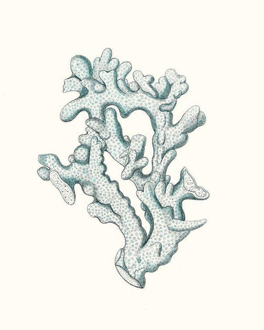 Antique Coastal Coral IV White Modern Wood Framed Art Print with Double Matting by Esper, Johann