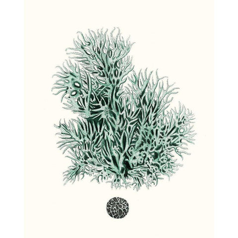 Antique Coastal Coral V Gold Ornate Wood Framed Art Print with Double Matting by Esper, Johann