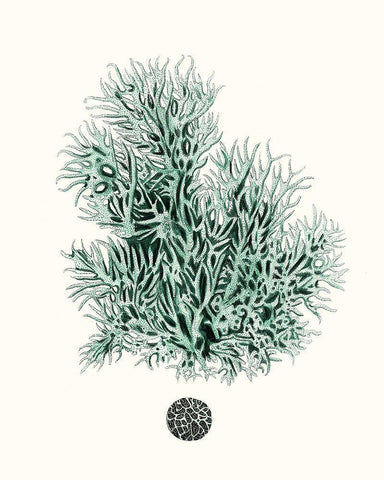 Antique Coastal Coral V White Modern Wood Framed Art Print with Double Matting by Esper, Johann