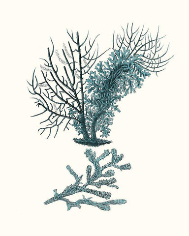 Antique Coastal Coral VI White Modern Wood Framed Art Print with Double Matting by Esper, Johann