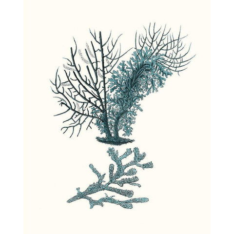 Antique Coastal Coral VI Black Modern Wood Framed Art Print by Esper, Johann