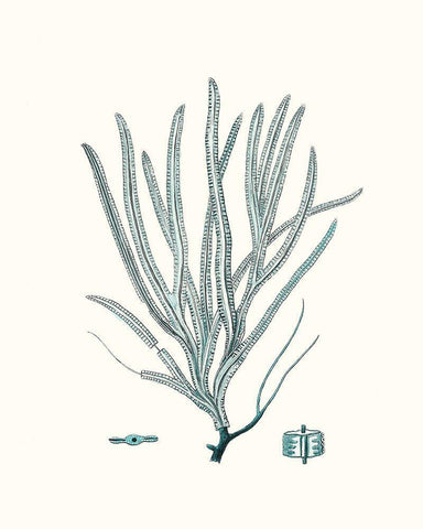 Antique Coastal Coral VII Black Ornate Wood Framed Art Print with Double Matting by Esper, Johann