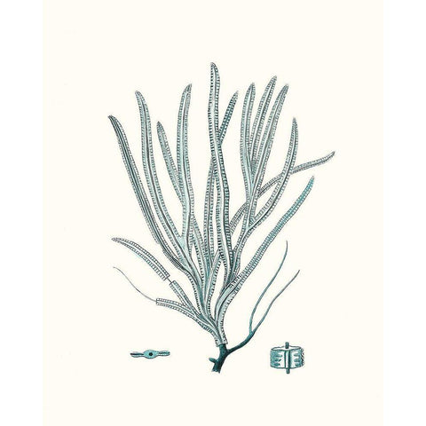 Antique Coastal Coral VII Black Modern Wood Framed Art Print with Double Matting by Esper, Johann