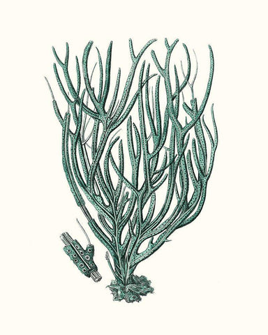 Antique Coastal Coral VIII White Modern Wood Framed Art Print with Double Matting by Esper, Johann