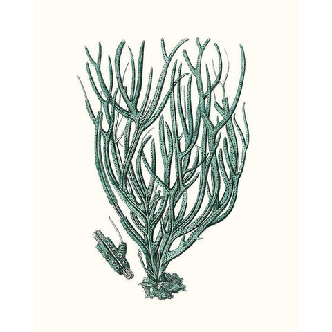 Antique Coastal Coral VIII Black Modern Wood Framed Art Print by Esper, Johann