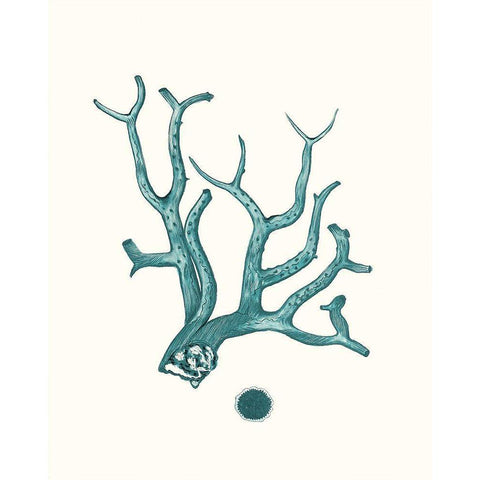 Antique Coastal Coral IX Black Modern Wood Framed Art Print with Double Matting by Esper, Johann