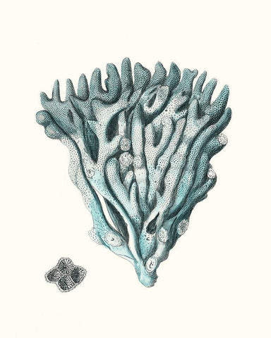 Antique Coastal Coral X Black Ornate Wood Framed Art Print with Double Matting by Esper, Johann