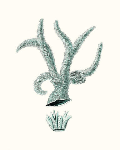 Antique Coastal Coral XII White Modern Wood Framed Art Print with Double Matting by Esper, Johann